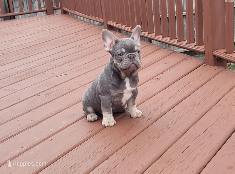Pup – French Bulldog puppy for sale in Cedar Lake, IN