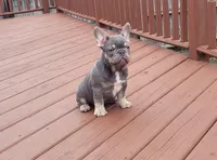 Pup, a male French Bulldog for sale in Cedar Lake, IN – Photo 2 of 4