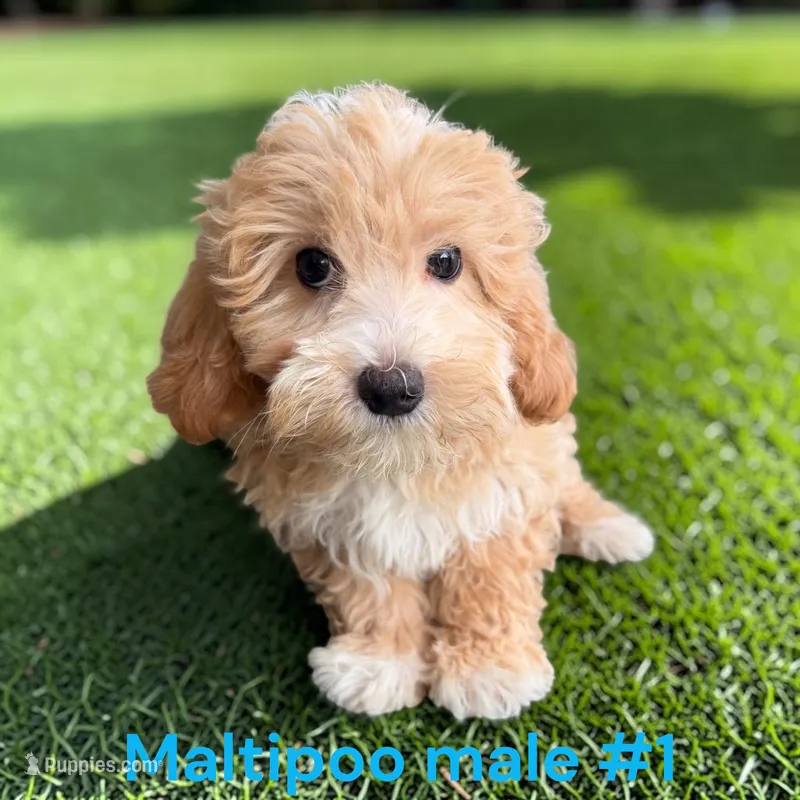 Male 1 – Maltipoo puppy for sale in Montpelier, OH
