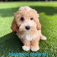 Male 1, a male Maltipoo for sale in Montpelier, OH – 1 of 2