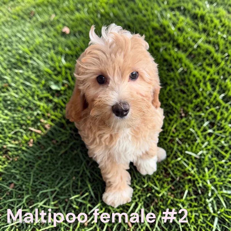 Girl 2 – Maltipoo puppy for sale in Montpelier, OH