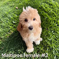 Girl 2, a female Maltipoo for sale in Montpelier, OH – 1 of 2