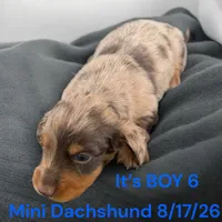 AKC Boy 6 Long Hair, a male Miniature Dachshund for sale in Montpelier, OH – 2 of 2