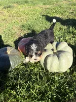Girl 3, a female Miniature Bernedoodle for sale in Montpelier, OH – 2 of 3