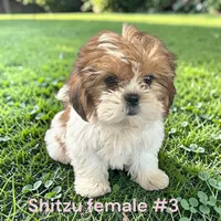 Female 3, a female Shih Tzu for sale in Montpelier, OH – 2 of 2