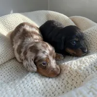 Male Dapple, a male Miniature Dachshund for sale in Montpelier, OH – 2 of 2