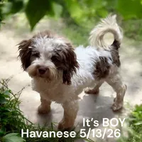 Boy, a male Havanese for sale in Montpelier, OH – 2 of 2