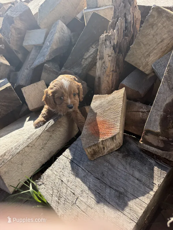 Ruby ML – Cavapoo puppy for sale in Montpelier, OH