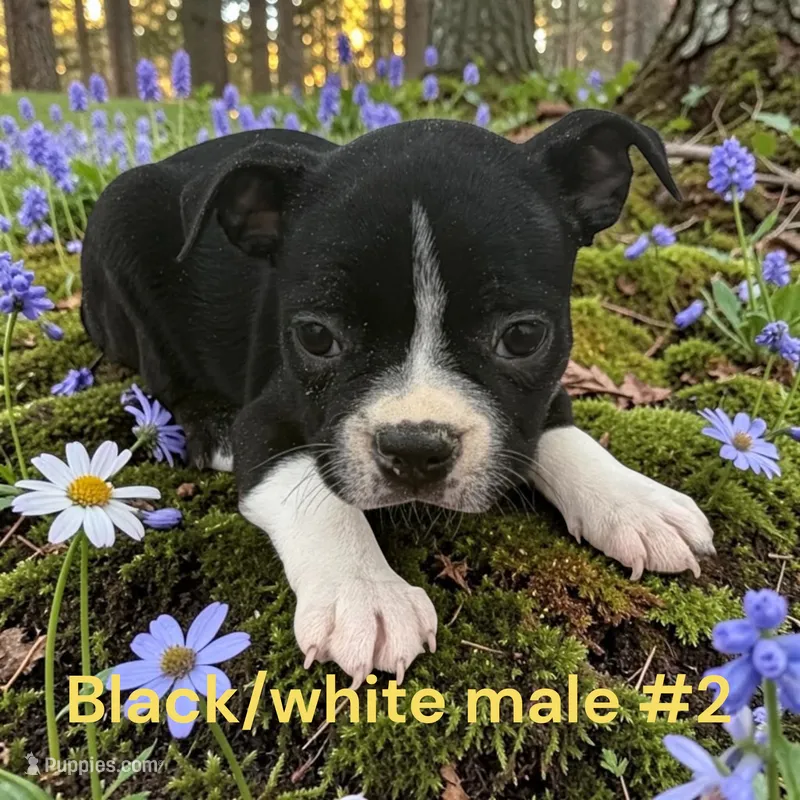 Black/white #2 – Boston Terrier puppy for sale in Montpelier, OH