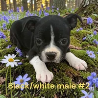 Black/white #2, a male Boston Terrier for sale in Montpelier, OH – 1 of 2
