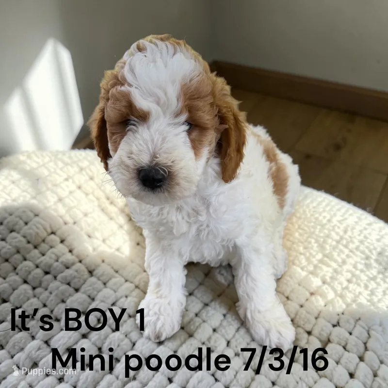 Boy 2  – Poodle - Miniature  puppy for sale in Montpelier, OH