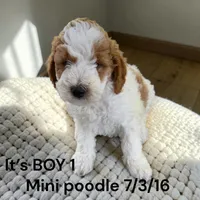 Boy 2 , a male Poodle - Miniature  for sale in Montpelier, OH – 1 of 2