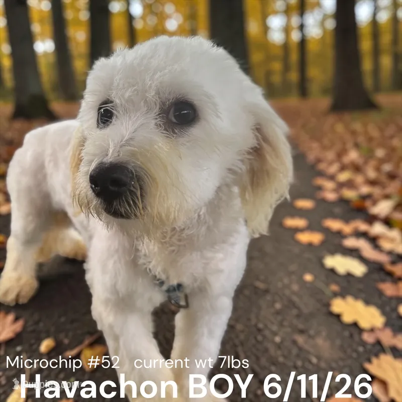Boy – Havachon puppy for sale in Montpelier, OH
