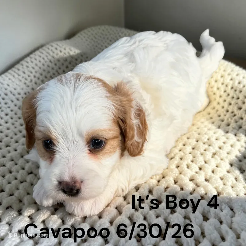 Ruby white boy 4 – Cavapoo puppy for sale in Montpelier, OH