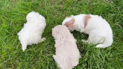 Boy 1, a male Maltipoo for sale in Montpelier, OH – 3 of 3