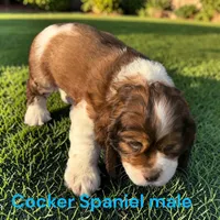 Handsome boy, a male Cocker Spaniel for sale in Montpelier, OH – 4 of 5