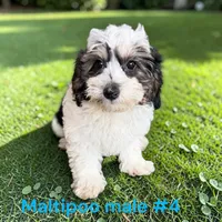 Male 4, a male Maltipoo for sale in Montpelier, OH – 1 of 2
