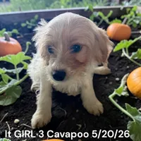 Girl, a female Cavapoo for sale in Montpelier, OH – 2 of 2