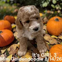 Girl 3, a female Miniature Goldendoodle for sale in Montpelier, OH – 2 of 2