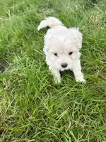 Girl 2, a female Maltipoo for sale in Montpelier, OH – 2 of 3