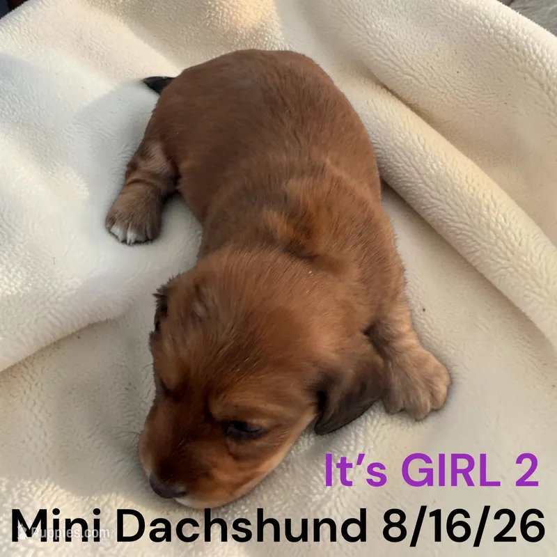 AKC Girl 2 Long Hair – Miniature Dachshund puppy for sale in Montpelier, OH
