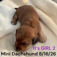 AKC Girl 2 Long Hair, a female Miniature Dachshund for sale in Montpelier, OH – 1 of 2