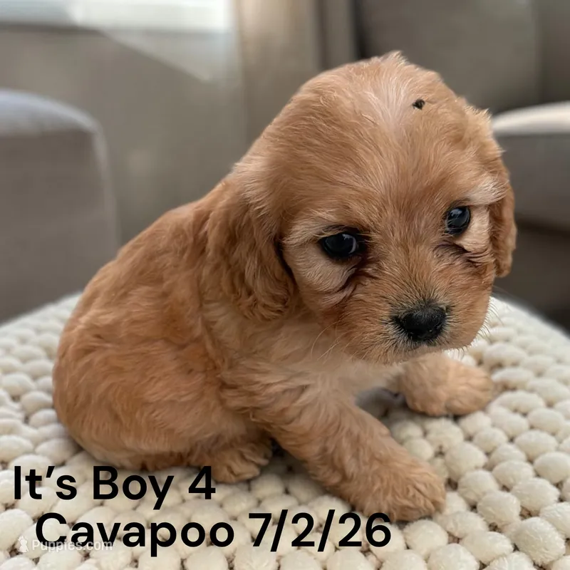 Apricot boy 4 – Cavapoo puppy for sale in Montpelier, OH