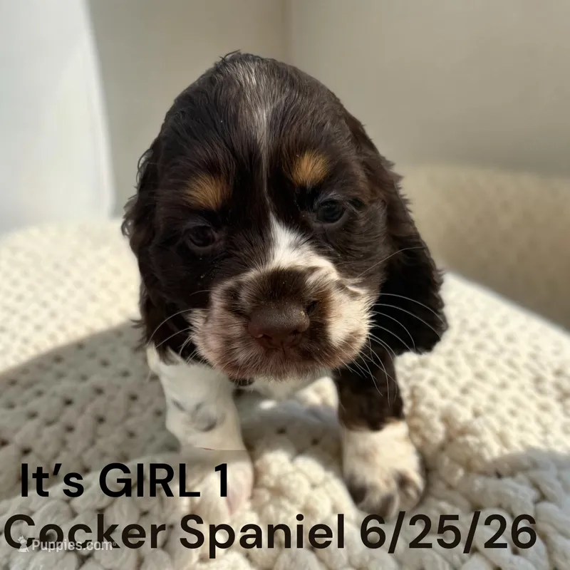 Girl 1 – Cocker Spaniel puppy for sale in Montpelier, OH