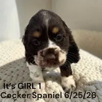 Chocolate Tri Girl 1, a female Cocker Spaniel for sale in Montpelier, OH – 1 of 2