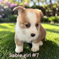 Girl 7, a female Pembroke Welsh Corgi for sale in Montpelier, OH – 2 of 2