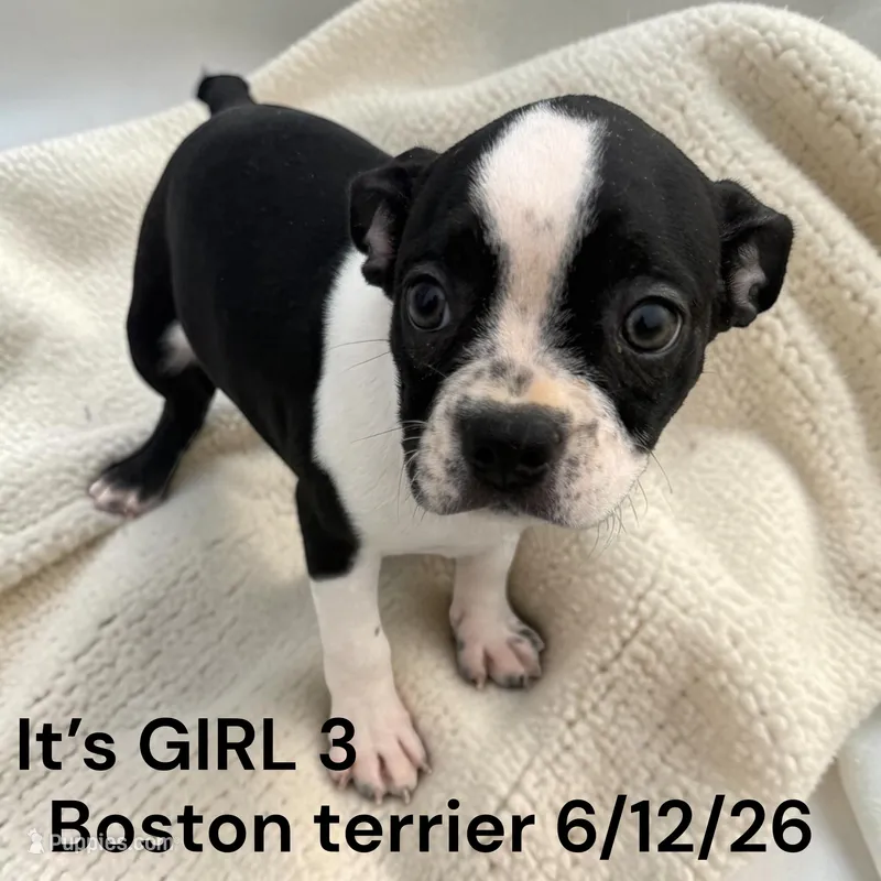 Girl 3 – Boston Terrier puppy for sale in Montpelier, OH