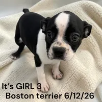Black/white Girl 3, a female Boston Terrier for sale in Montpelier, OH – 1 of 2