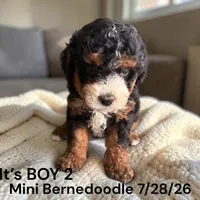 Boy 2, a male Miniature Bernedoodle for sale in Montpelier, OH – 2 of 2