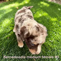 Miniature Girl 1, a female Bernedoodle for sale in Montpelier, OH – 2 of 2