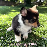 Girl 4, a female Pembroke Welsh Corgi for sale in Montpelier, OH – 2 of 2