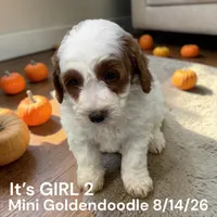 Girl 2, a female Miniature Goldendoodle for sale in Montpelier, OH – 1 of 2