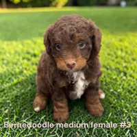 Miniature Girl 3, a female Bernedoodle for sale in Montpelier, OH – 2 of 2