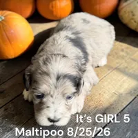 Lighter merle, a female Maltipoo for sale in Montpelier, OH – 2 of 2