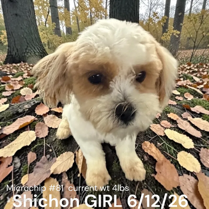 TINY Girl – Shichon puppy for sale in Montpelier, OH