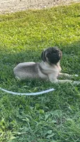 Winnie, a male Pug for sale in Montpelier, OH – 4 of 4