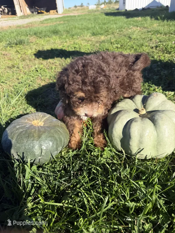 Boy 1 – Miniature Bernedoodle puppy for sale in Montpelier, OH