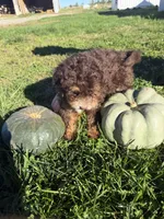 Boy 1, a male Miniature Bernedoodle for sale in Montpelier, OH – 1 of 3