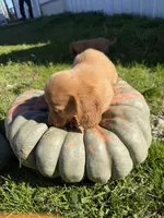 Cream ML longhair, a male Miniature Dachshund for sale in Montpelier, OH – 2 of 3