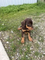 GIRL, a female Doberman Pinscher for sale in Montpelier, OH – 1 of 4