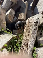 Black/Tan Girl, a female Miniature Dachshund for sale in Montpelier, OH – 2 of 4