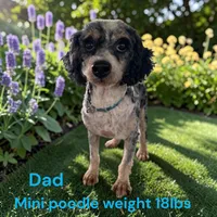 Miniature Boy 3, a male Bernedoodle for sale in Montpelier, OH – 4 of 4
