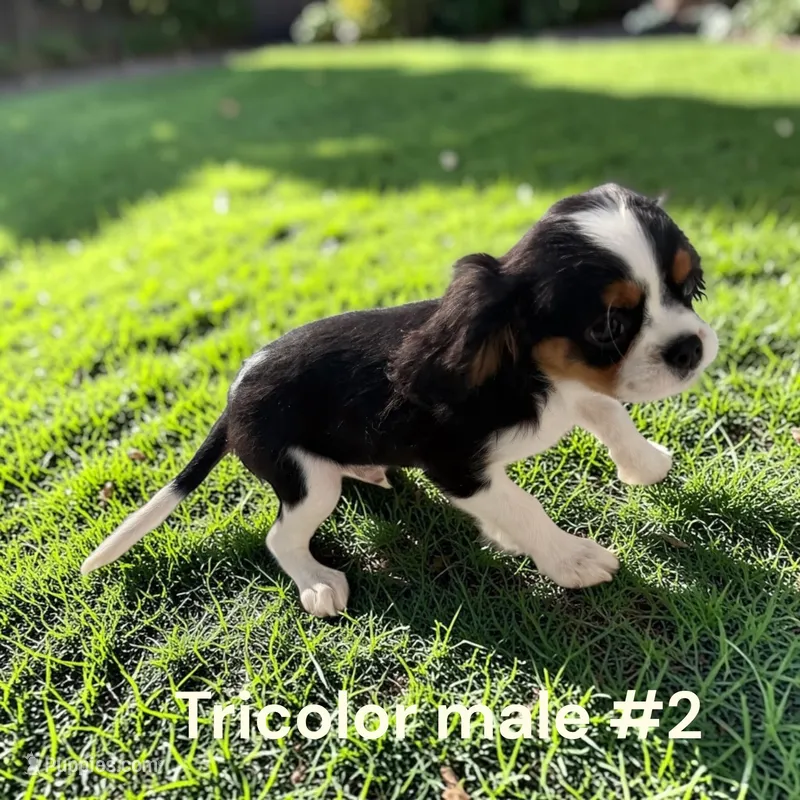 Tricolor – Cavalier King Charles Spaniel puppy for sale in Montpelier, OH