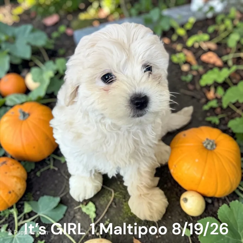 Girl 1 cream – Maltipoo puppy for sale in Montpelier, OH