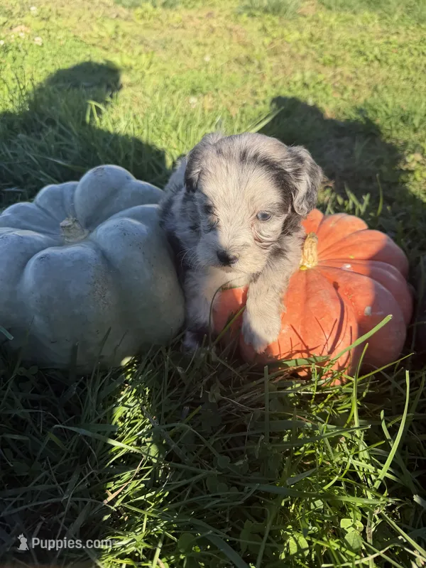 Lighter merle – Maltipoo puppy for sale in Montpelier, OH