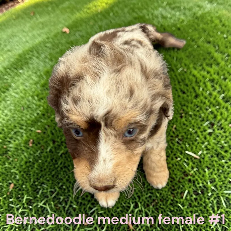 Miniature Girl 1 – Bernedoodle puppy for sale in Montpelier, OH
